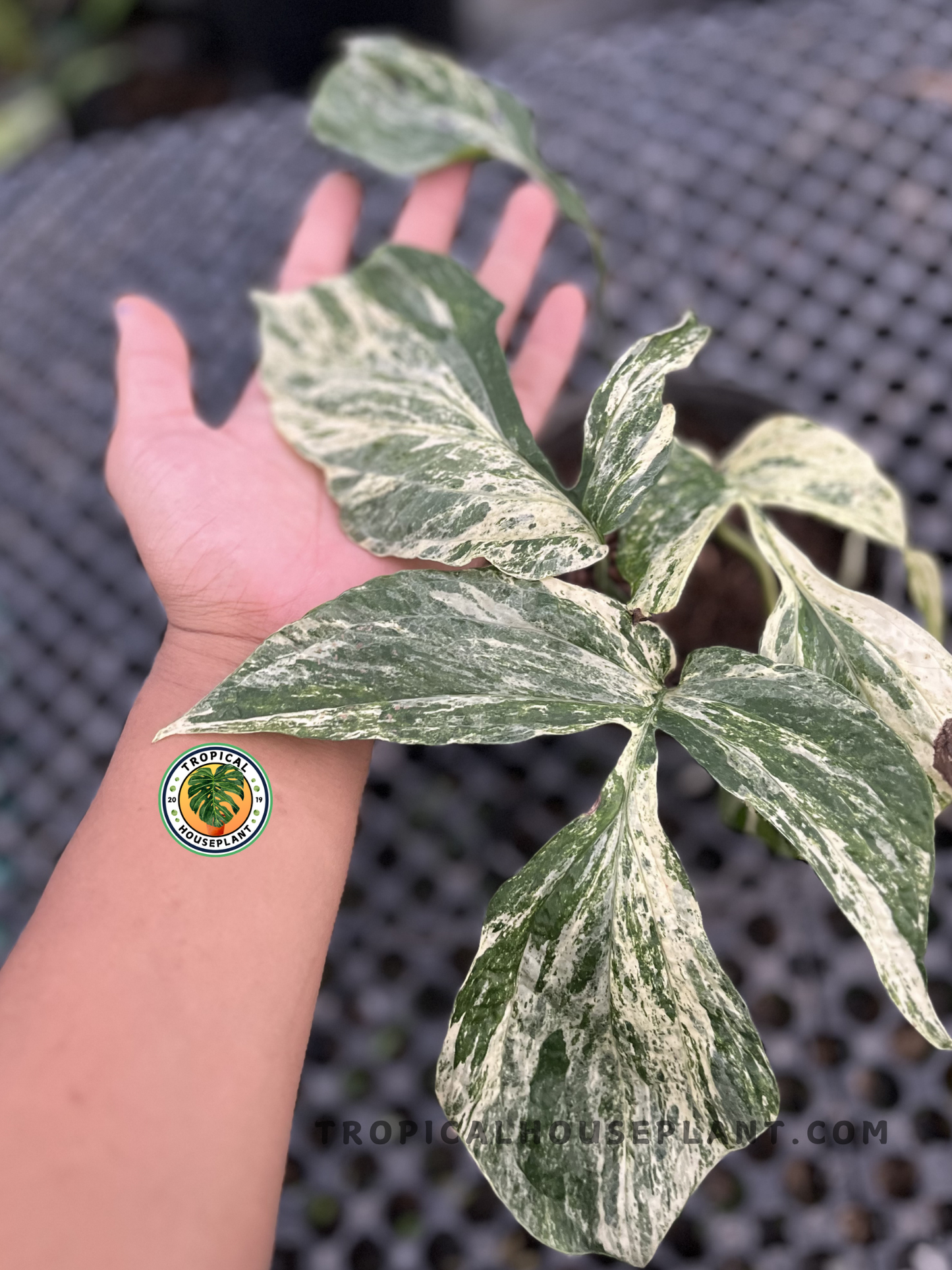 Young Amydrium Zippelianum Variegated displaying elegant lance-shaped leaves with bold cream, white, and green variegation on healthy climbing stems.