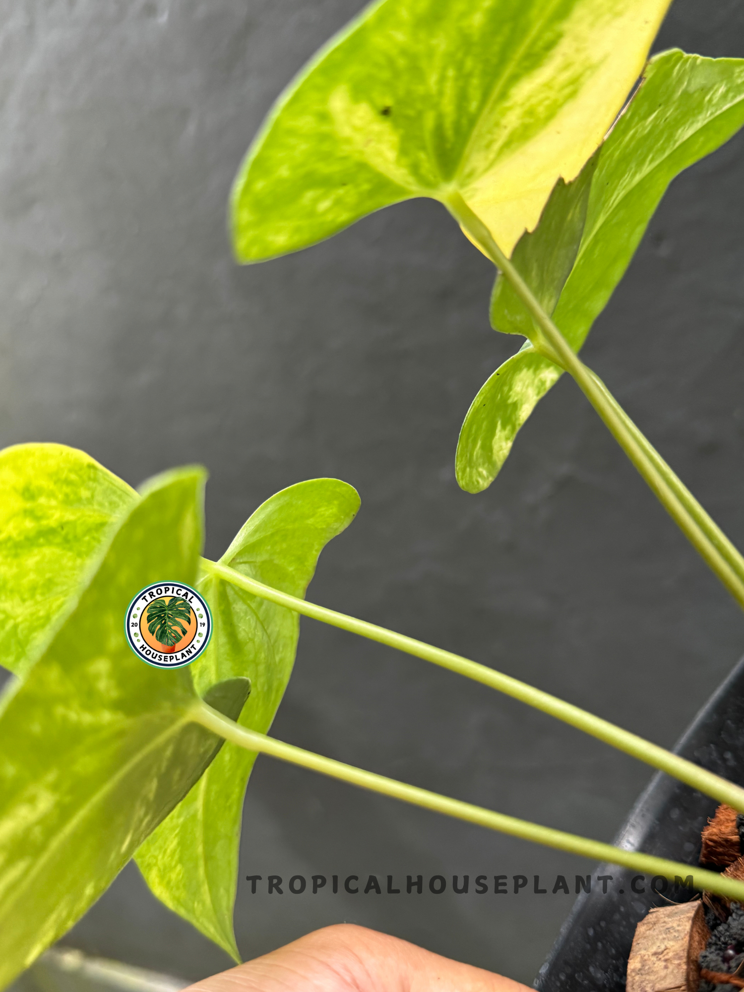 anthurium pterodactyl hybrid Anthurium Pterodactyl Variegated – Tropical Houseplant
