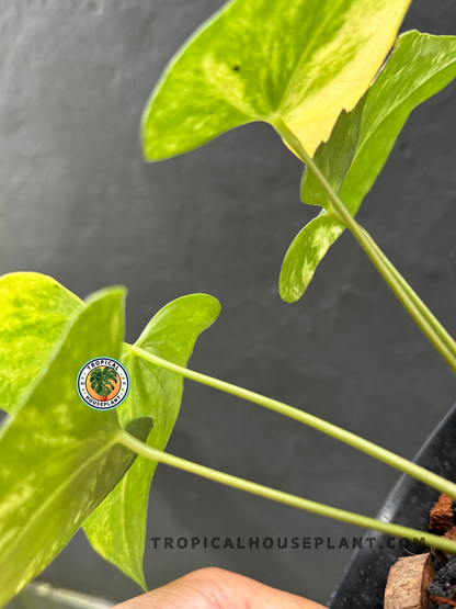 anthurium pterodactyl variegated Anthurium Pterodactyl Variegated – Tropical Houseplant
