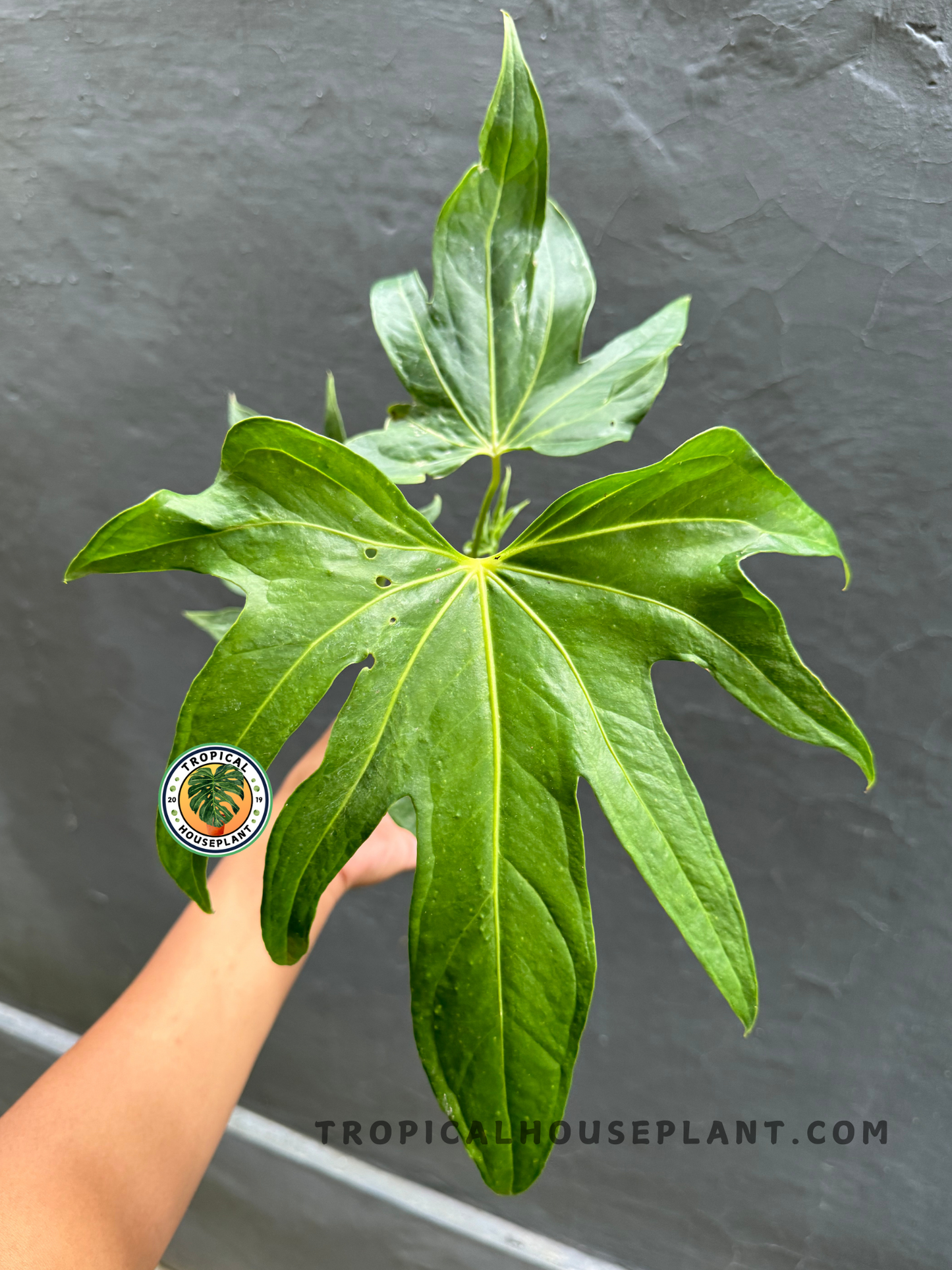 Anthurium Pedatoradiatum