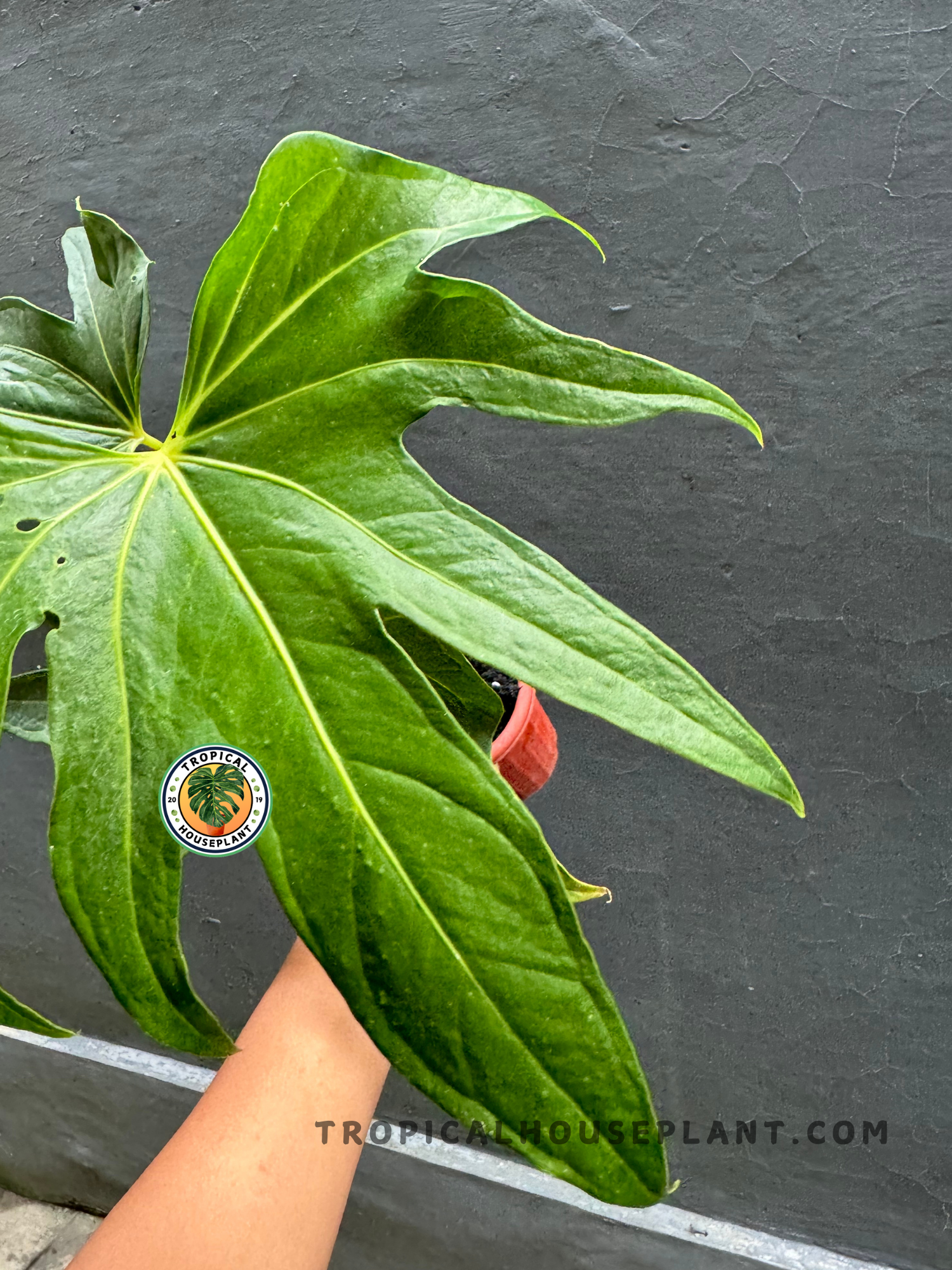 anthurium pedatoradiatum soil Anthurium Pedatoradiatum – Tropical Houseplant