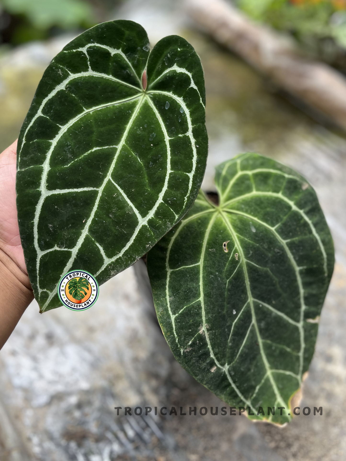 Anthurium Crystallinum Dark Form with velvety dark green heart-shaped leaves and bright silvery veins, growing in a tropical plant nursery.