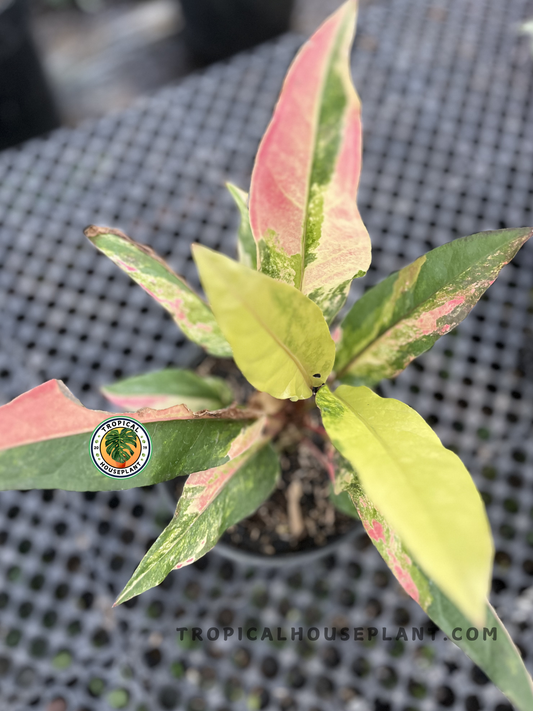 Anthurium Hookeri Pink Tricolor with vibrant green, creamy yellow, and pink variegated leaves growing in a nursery pot, viewed from above.