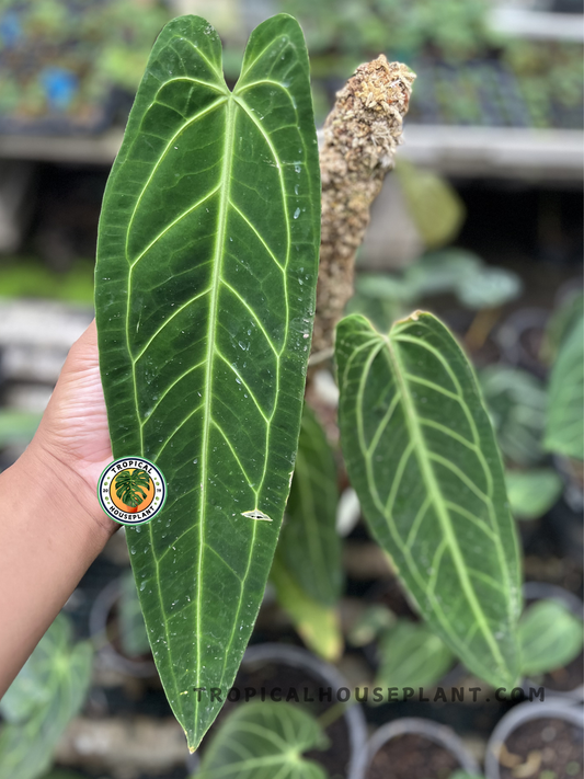 Anthurium Queen Warocqueanum with long velvety dark green leaves and prominent silvery white veins, growing in a tropical plant nursery.