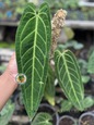 Anthurium Queen Warocqueanum with long velvety dark green leaves and prominent silvery white veins, growing in a tropical plant nursery.