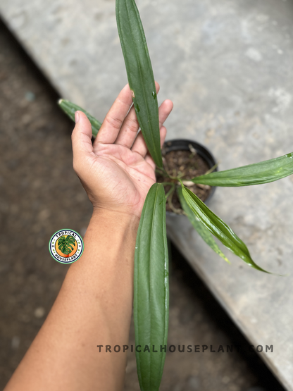 Hand holding an Anthurium Bakeri showing its elongated, dark green, glossy leaves with narrow form in a black nursery pot.