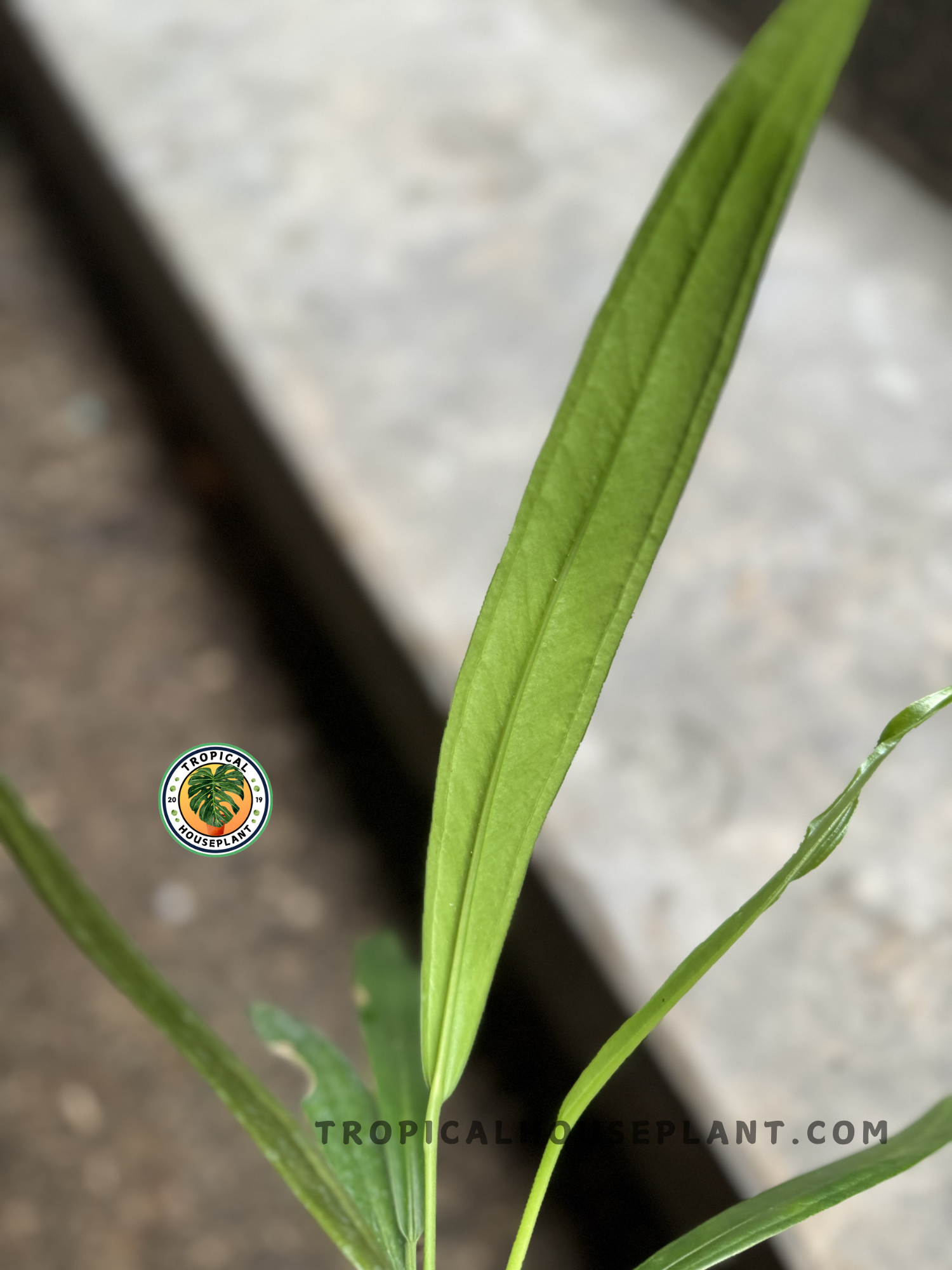 Close-up of a single Anthurium Bakeri leaf, highlighting its fresh green tone, central midrib, and slim, lance-shaped appearance.