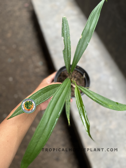 Top view of Anthurium Bakeri in a pot, showing a full arrangement of slender, upright leaves radiating from the plant’s base.