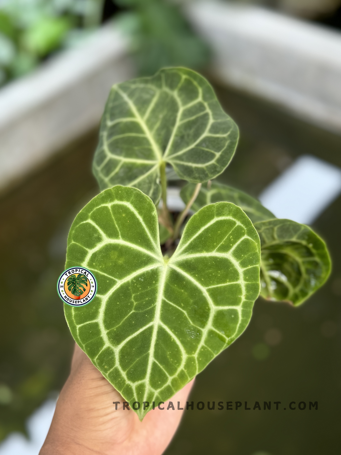 Anthurium Clarinervium Medium with heart-shaped velvety green leaves and striking white veins, fully rooted and ready to ship. 