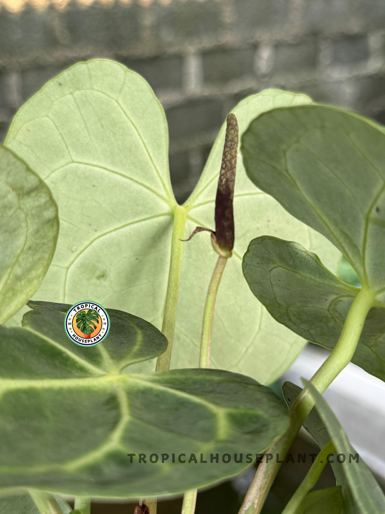 Anthurium Clarinervium Medium plant featuring bold white-veined foliage, shipped with 3–5 leaves.