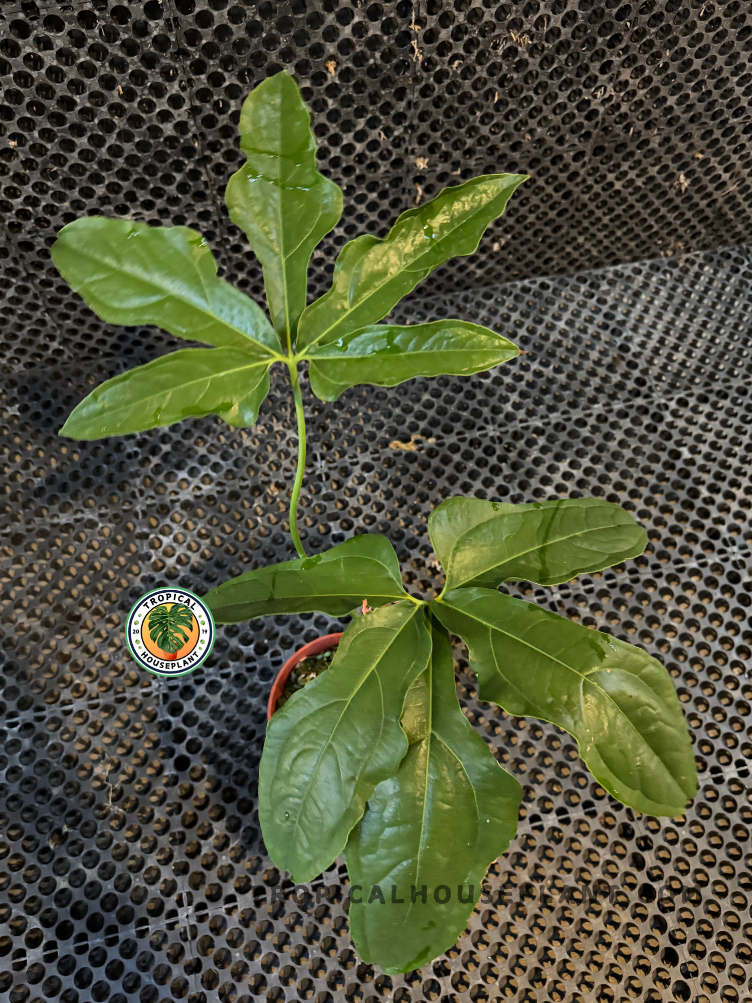 Full Anthurium Clavigerum plant in a pot, displaying multiple large lobed leaves spreading outward in striking tropical fashion.
