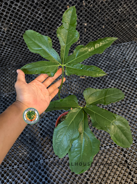 A hand holding the broad, star-like leaf of Anthurium Clavigerum showing its glossy green lobes against a textured black background.