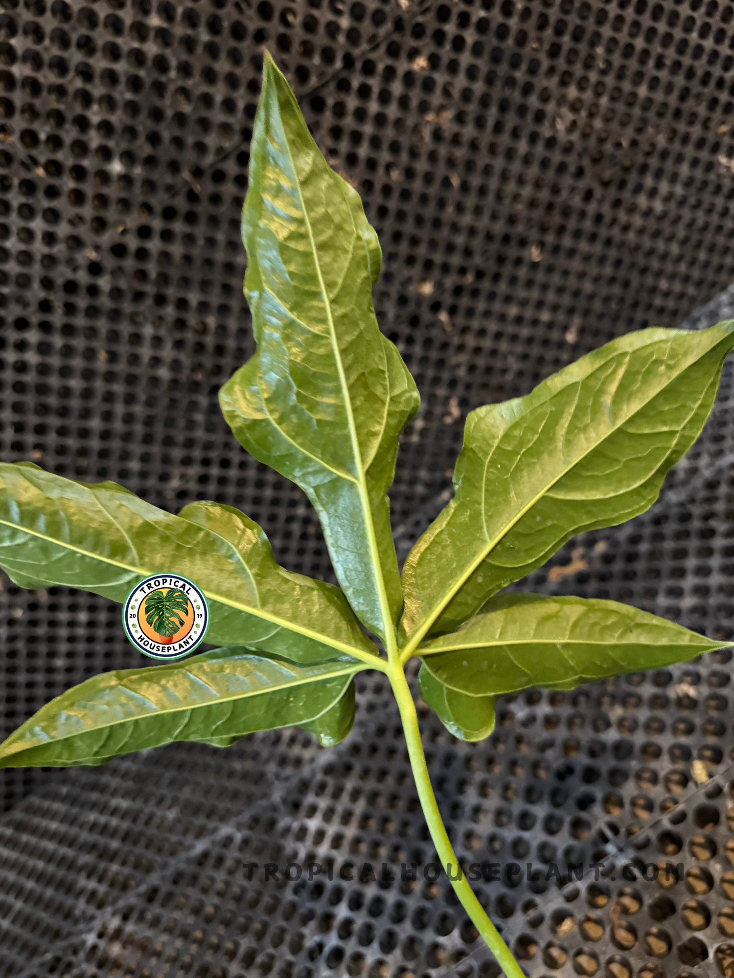 Close-up of a single deeply lobed Anthurium Clavigerum leaf with five distinct divisions and a smooth green surface.