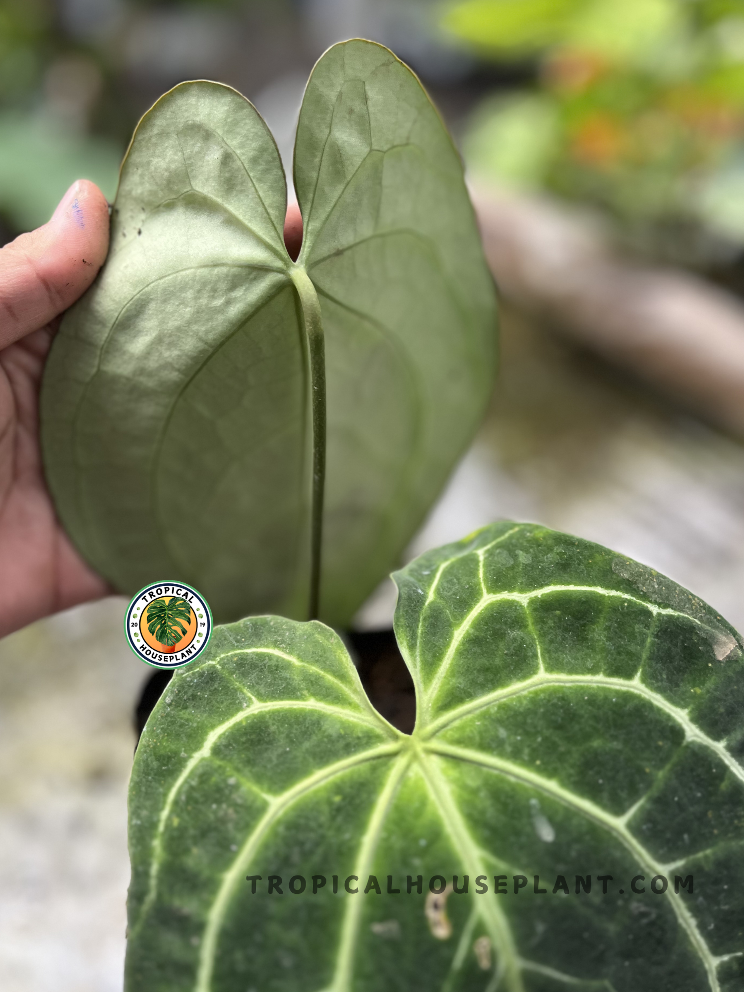 Young Anthurium Crystallinum Dark Form showcasing deep green velvet foliage with striking white veining and a compact growth habit.