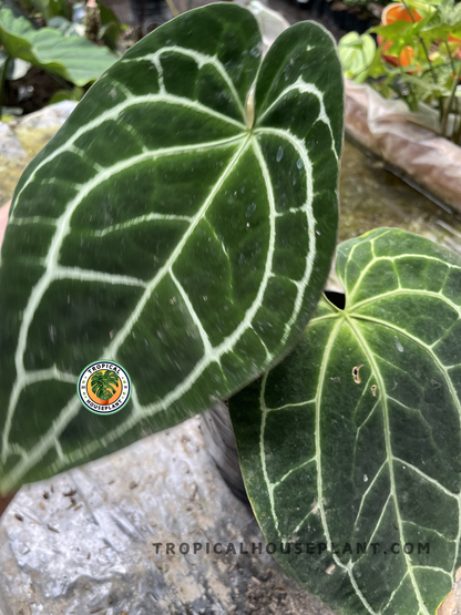 Healthy Anthurium Crystallinum Dark Form featuring luxurious dark velvety leaves with prominent contrasting veins, ideal for indoor tropical plant collections.
