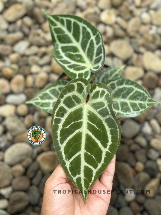 Close-up of Anthurium Domino's foliage showcasing its dark green leaves and domino-like pattern.