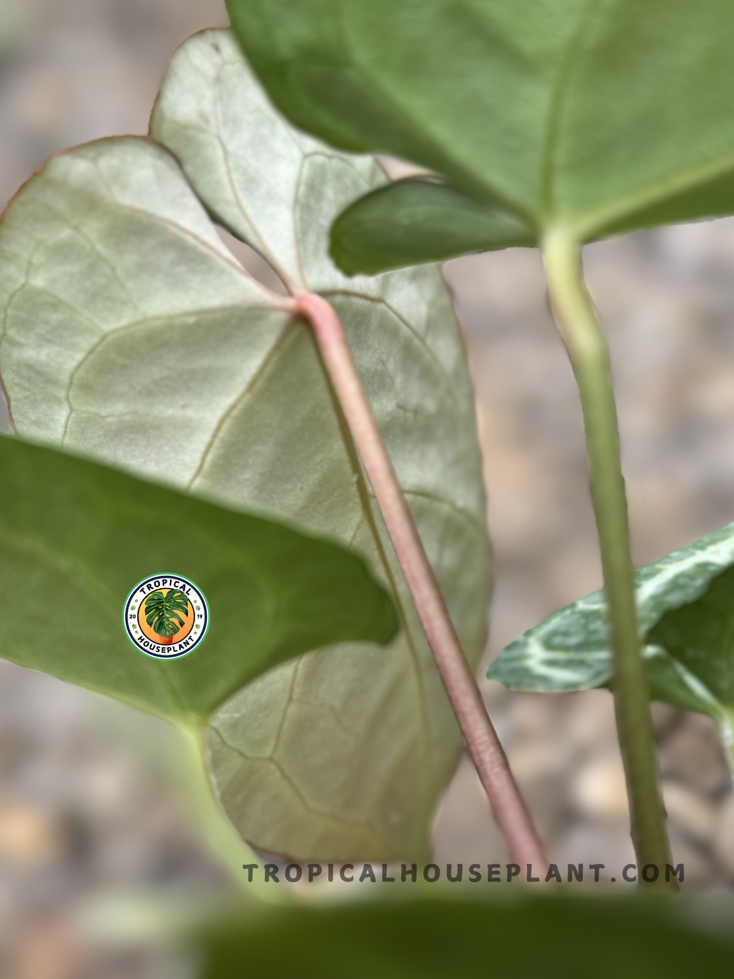 anthurium dominicense Anthurium Magnificum x Dorayaki Hybrid