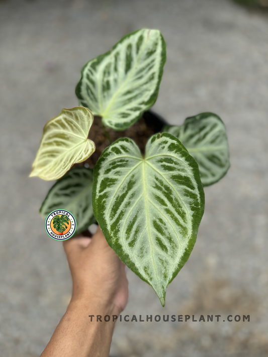 A detailed look at the Anthurium Dorayaki Silver, emphasizing the contrast between its deep green leaves and shimmering silver veining.