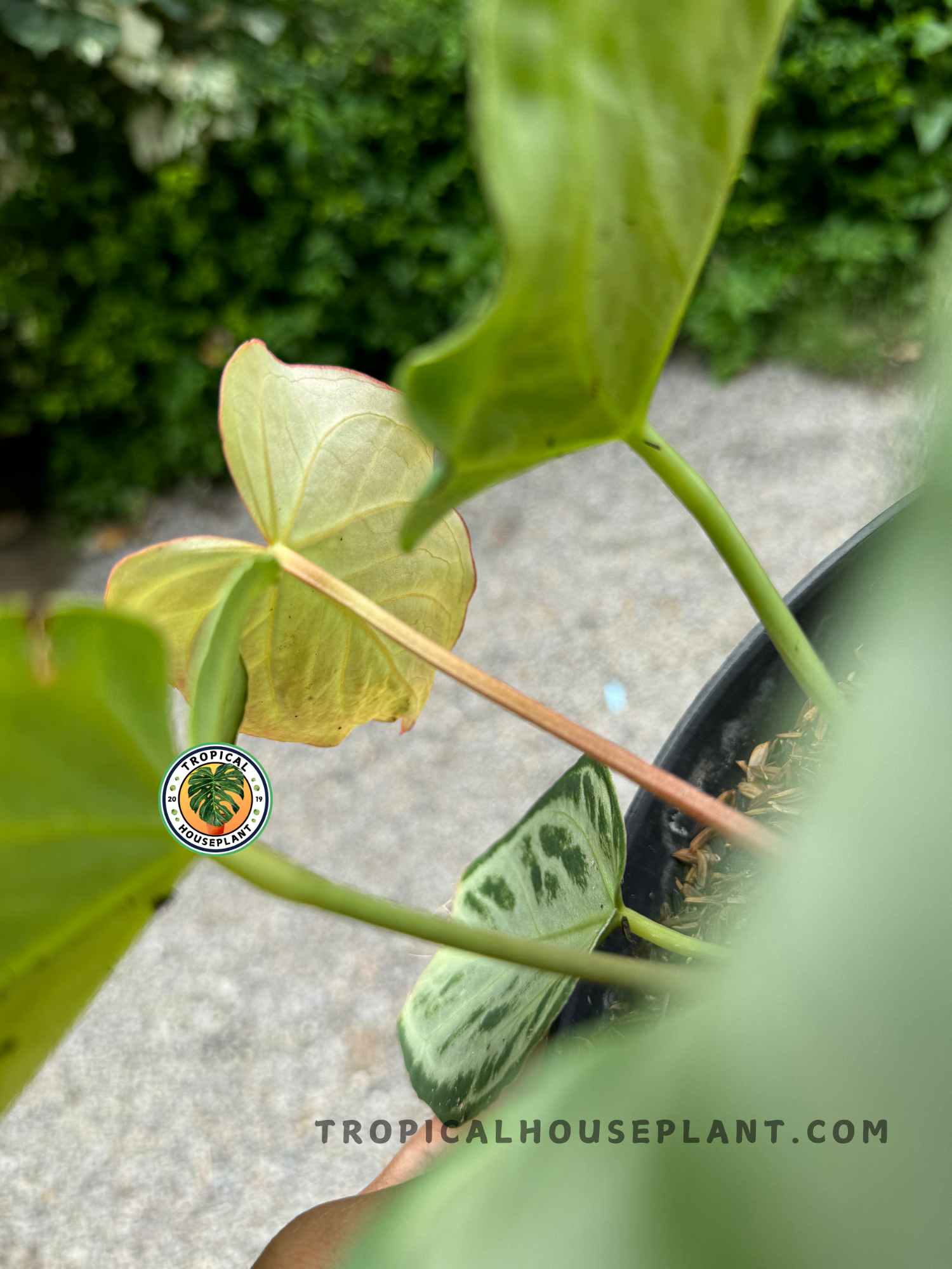 Top-down view of Anthurium Dorayaki Silver showcasing its round, deep green foliage with striking silver accents.