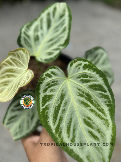 Side angle of Anthurium Dorayaki Silver highlighting its lush, velvety leaves and elegant silver vein patterns.