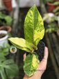 Anthurium Hookeri Birdsnest Variegated with green and yellow variegated leaves, fully rooted and ready to ship.