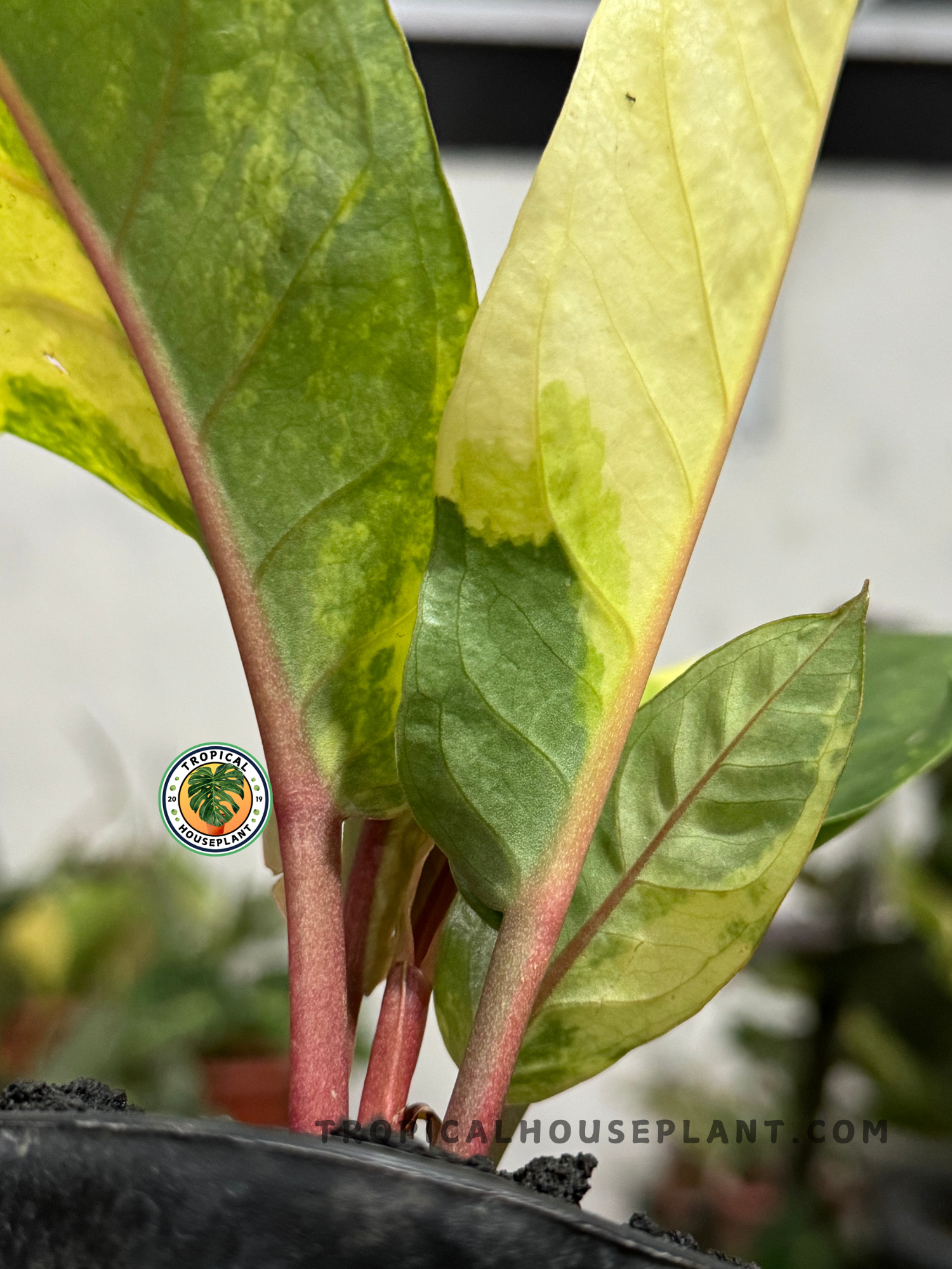 anthurium birdsnest Anthurium Hookeri Variegated 9