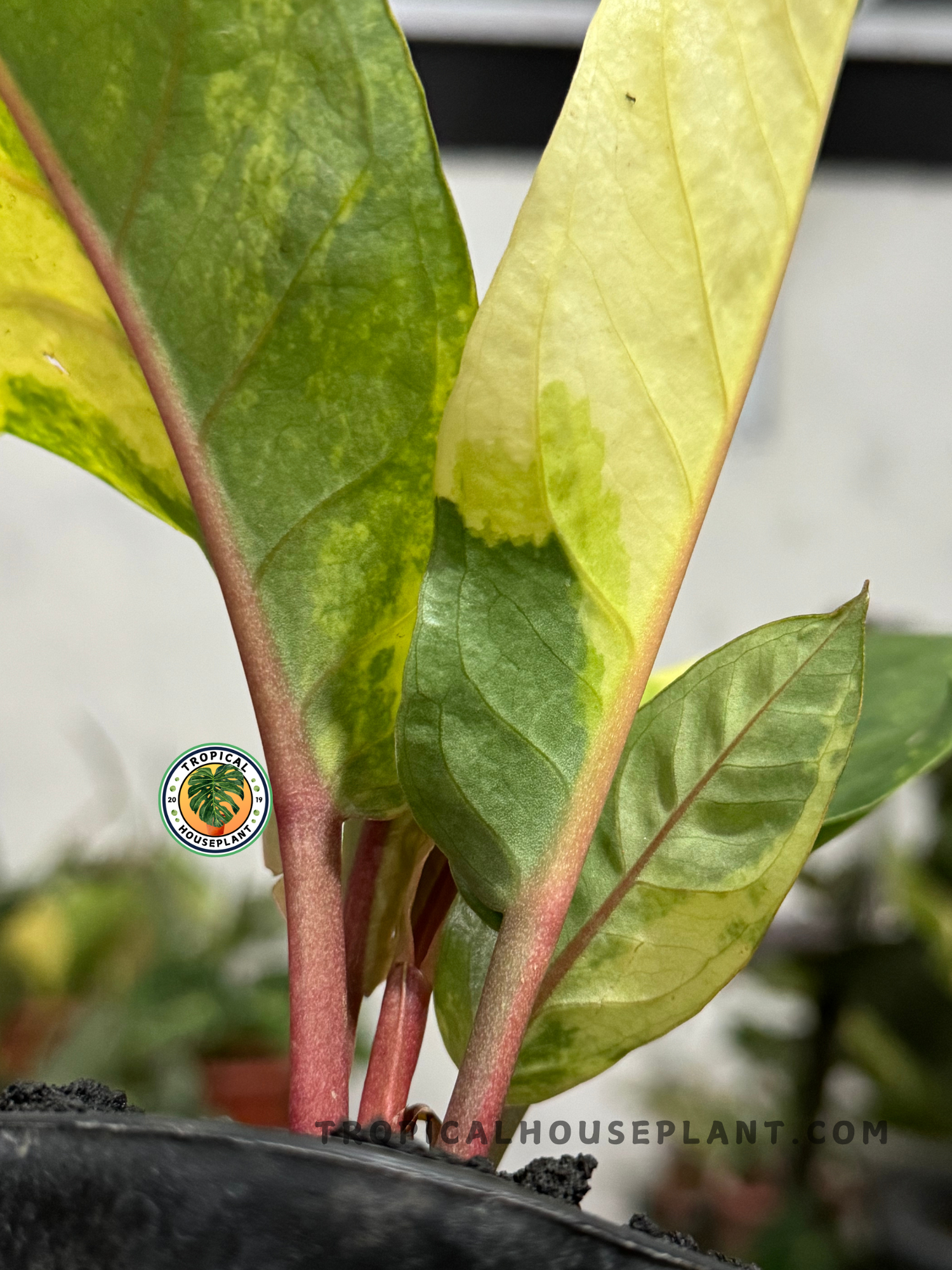 Rare Anthurium Hookeri Birdsnest Variegated plant with vibrant variegated foliage, shipped with 3–5 mature leaves.