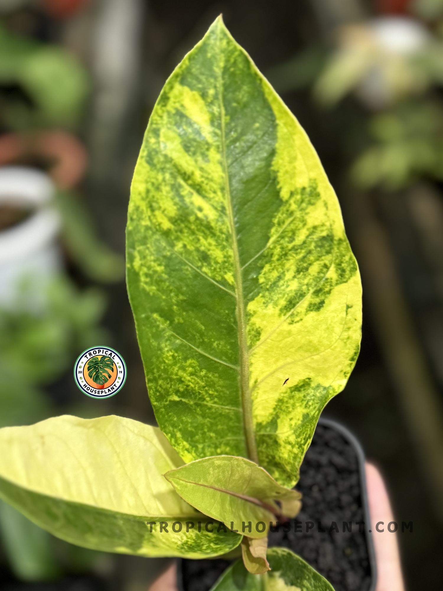 Healthy Anthurium Hookeri Birdsnest Variegated plant featuring broad, variegated leaves in yellow and green tones, ideal for collectors.