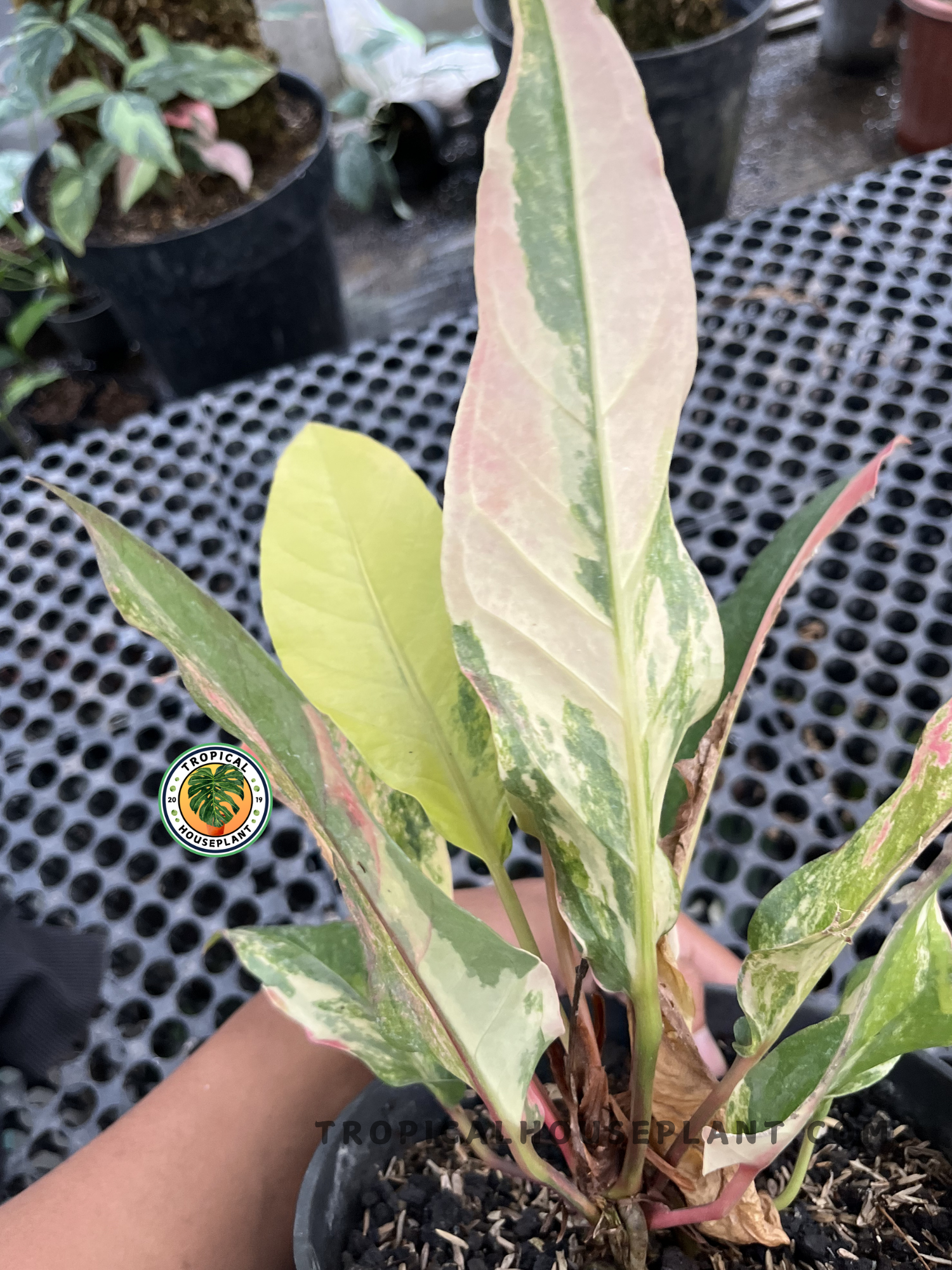 Young Anthurium Hookeri Pink Tricolor displaying elongated leaves with soft pink blush, cream variegation, and green marbling in a tropical nursery.