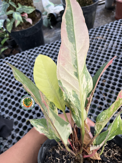 Young Anthurium Hookeri Pink Tricolor displaying elongated leaves with soft pink blush, cream variegation, and green marbling in a tropical nursery.