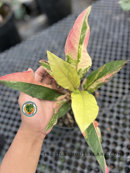 Anthurium Hookeri Pink Tricolor featuring colorful pink, cream, and green variegated foliage with a compact rosette growth habit, photographed from above.