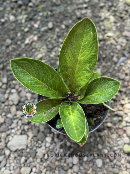 anthurium compacta Anthurium Jenmanii Super Bowl