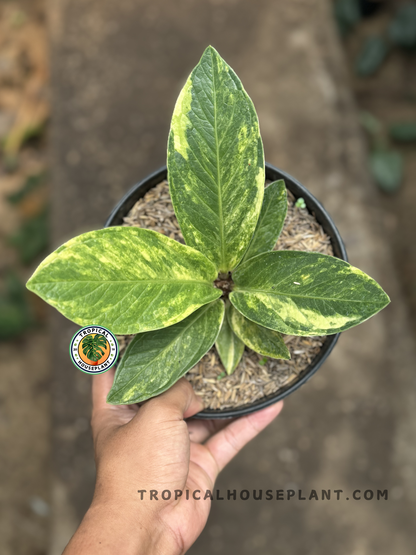 Anthurium Jenmanii Variegated with thick, leathery leaves and striking cream and green variegation, fully rooted.