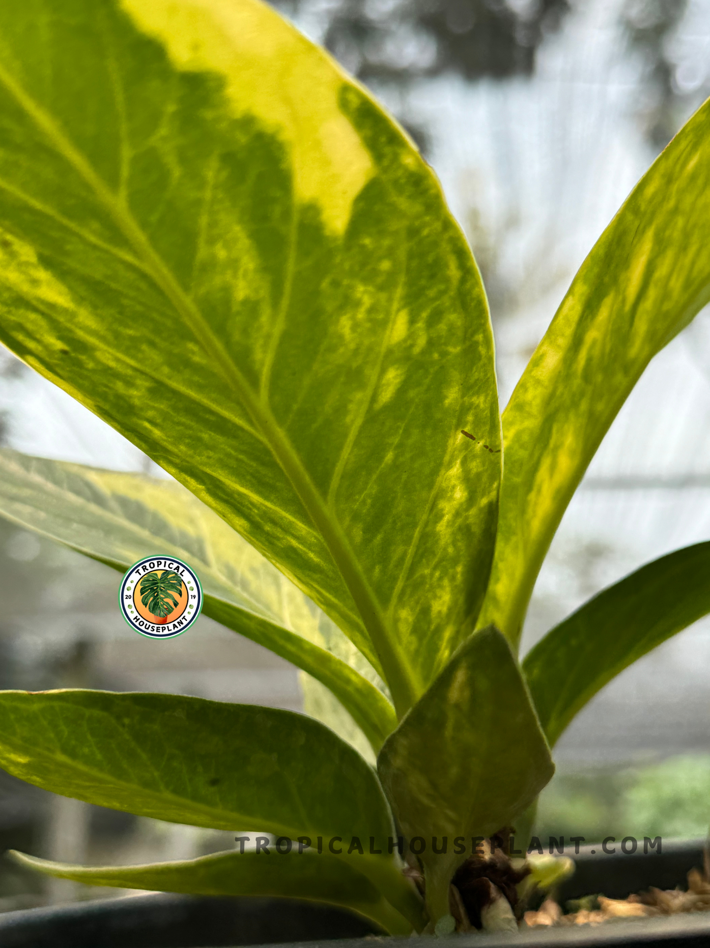 Anthurium Jenmanii Variegated plant showcasing bold variegated foliage, ideal for tropical plant collectors.