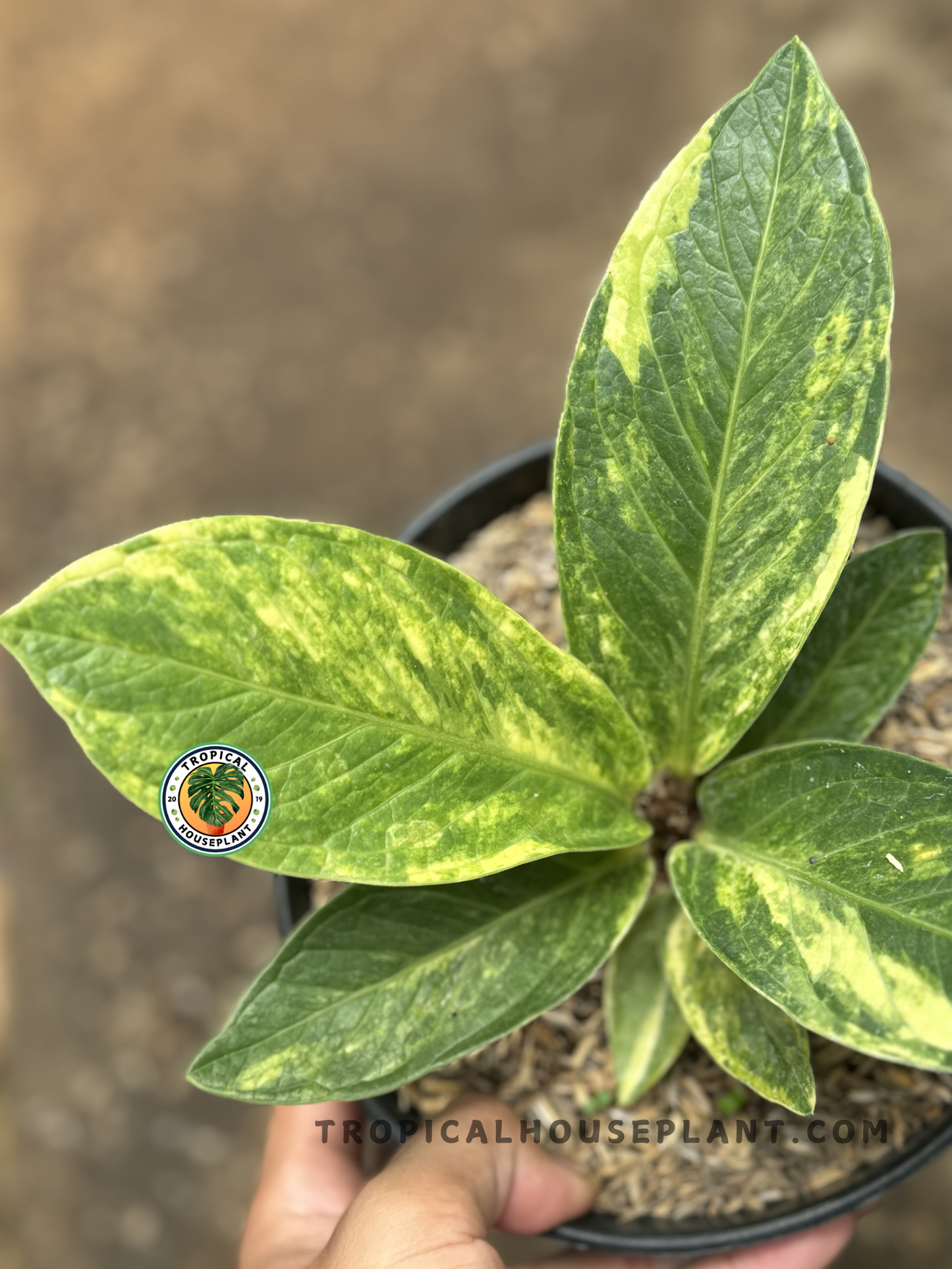 Healthy Anthurium Jenmanii Variegated with unique yellow and green variegated leaves, shipped fully rooted.