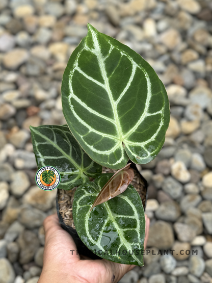 Anthurium Magnificum Hybrid with large, velvety dark green leaves and white veins in a decorative pot.