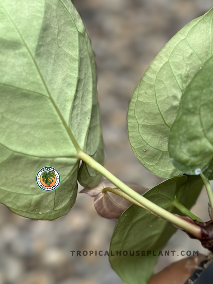 Back view of Anthurium Magnificum Hybrid's leaves highlighting the soft, velvety texture and rich green color.