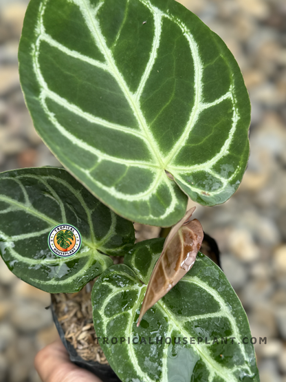 Close-up of Anthurium Magnificum Hybrid's leaf veins, showcasing its intricate white patterns.