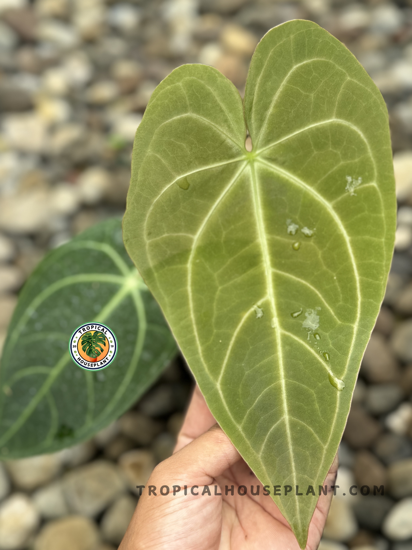 Anthurium Magnificum Verde being held by hand to showcase its long, slender foliage.