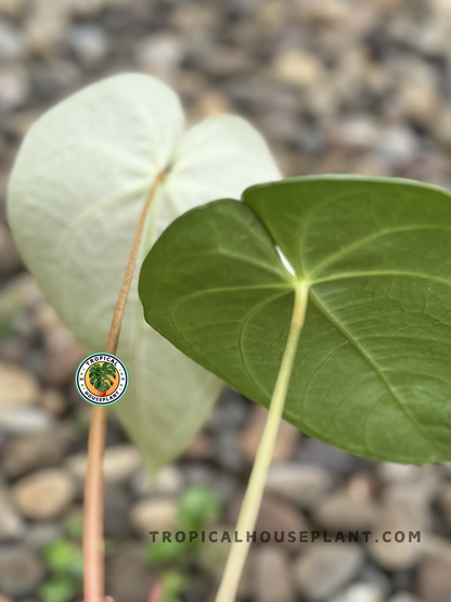 Anthurium Magnificum Verde with long, slender green leaves and subtle white veins in a decorative pot.