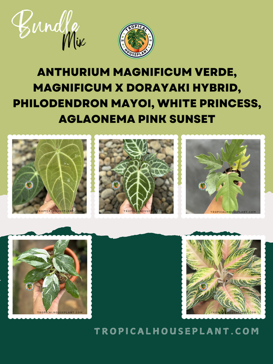 A unique mix of tropical houseplants featuring Anthurium Magnificum Verde, Magnificum x Dorayaki Hybrid, Philodendron Mayoi with deeply lobed leaves, White Princess with crisp white variegation, and Aglaonema Pink Sunset with striking pink-green foliage, displayed in a botanical-themed layout with the Tropical Houseplant logo.