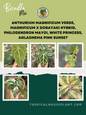 A unique mix of tropical houseplants featuring Anthurium Magnificum Verde, Magnificum x Dorayaki Hybrid, Philodendron Mayoi with deeply lobed leaves, White Princess with crisp white variegation, and Aglaonema Pink Sunset with striking pink-green foliage, displayed in a botanical-themed layout with the Tropical Houseplant logo.