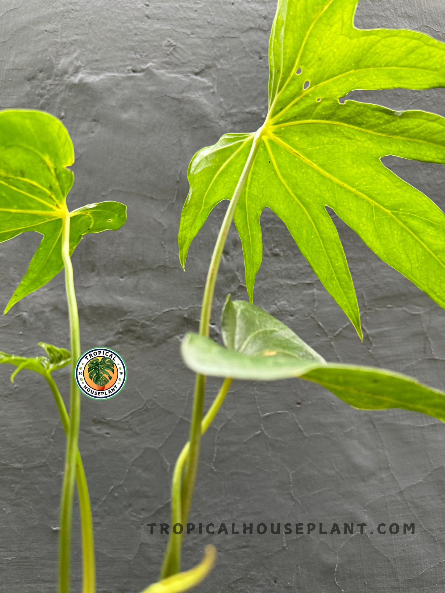 Back view of Anthurium Pedatoradiatum highlighting the texture and shape of its unique foliage.