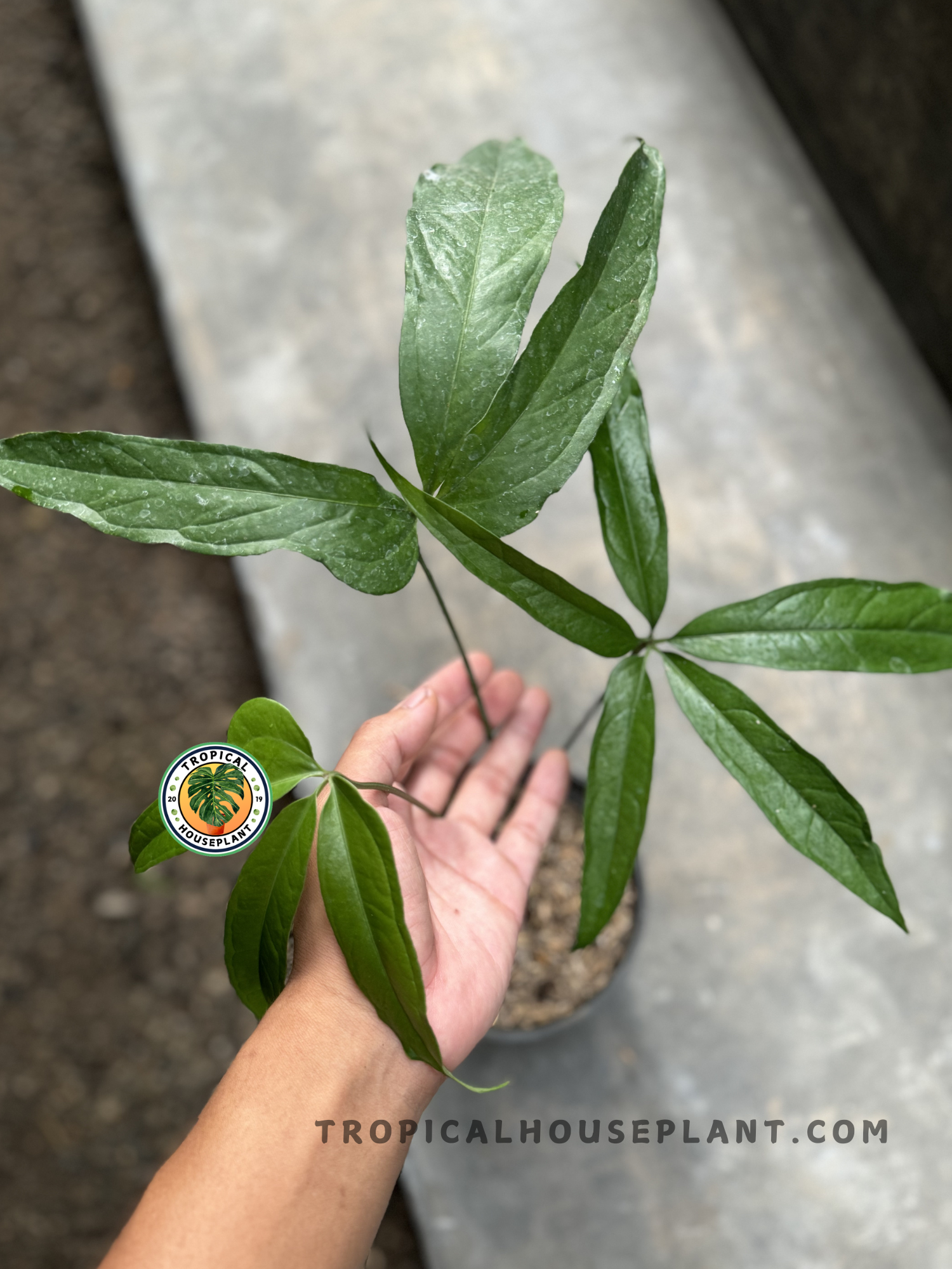 anthurium polydactylum for sale Anthurium Polydactylum