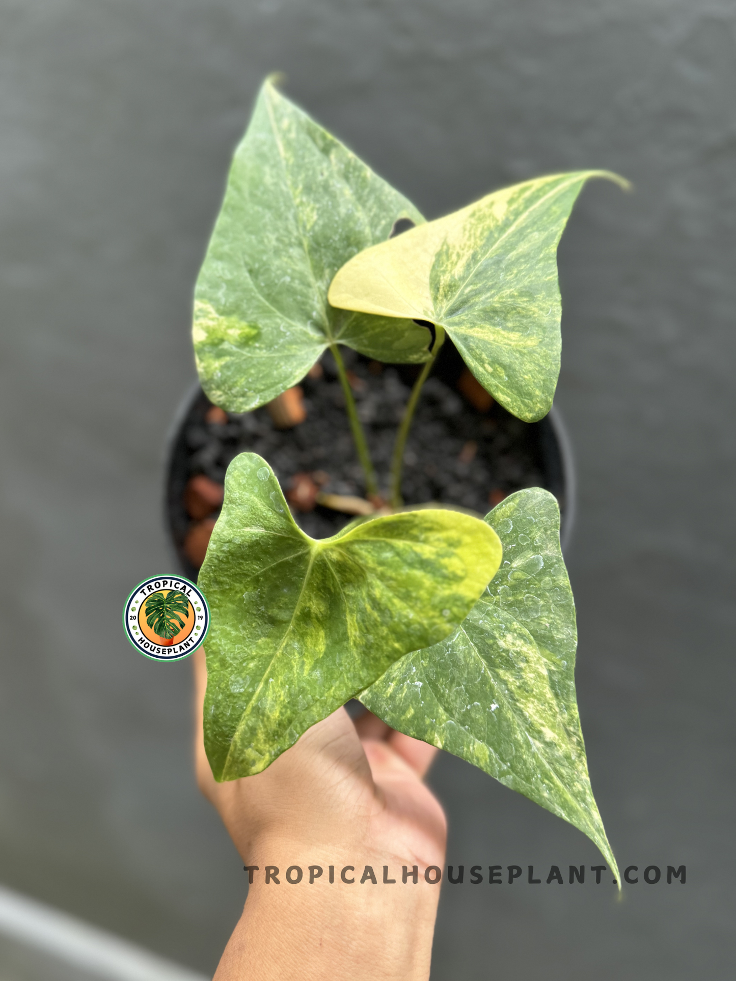 Anthurium Pterodactyl Variegated held in hand, displaying its unique, variegated leaves.