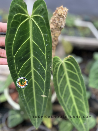 Healthy Anthurium Queen Warocqueanum showcasing luxurious pendant leaves with deep green velvet texture and striking silver veins, ideal for indoor tropical plant collections.