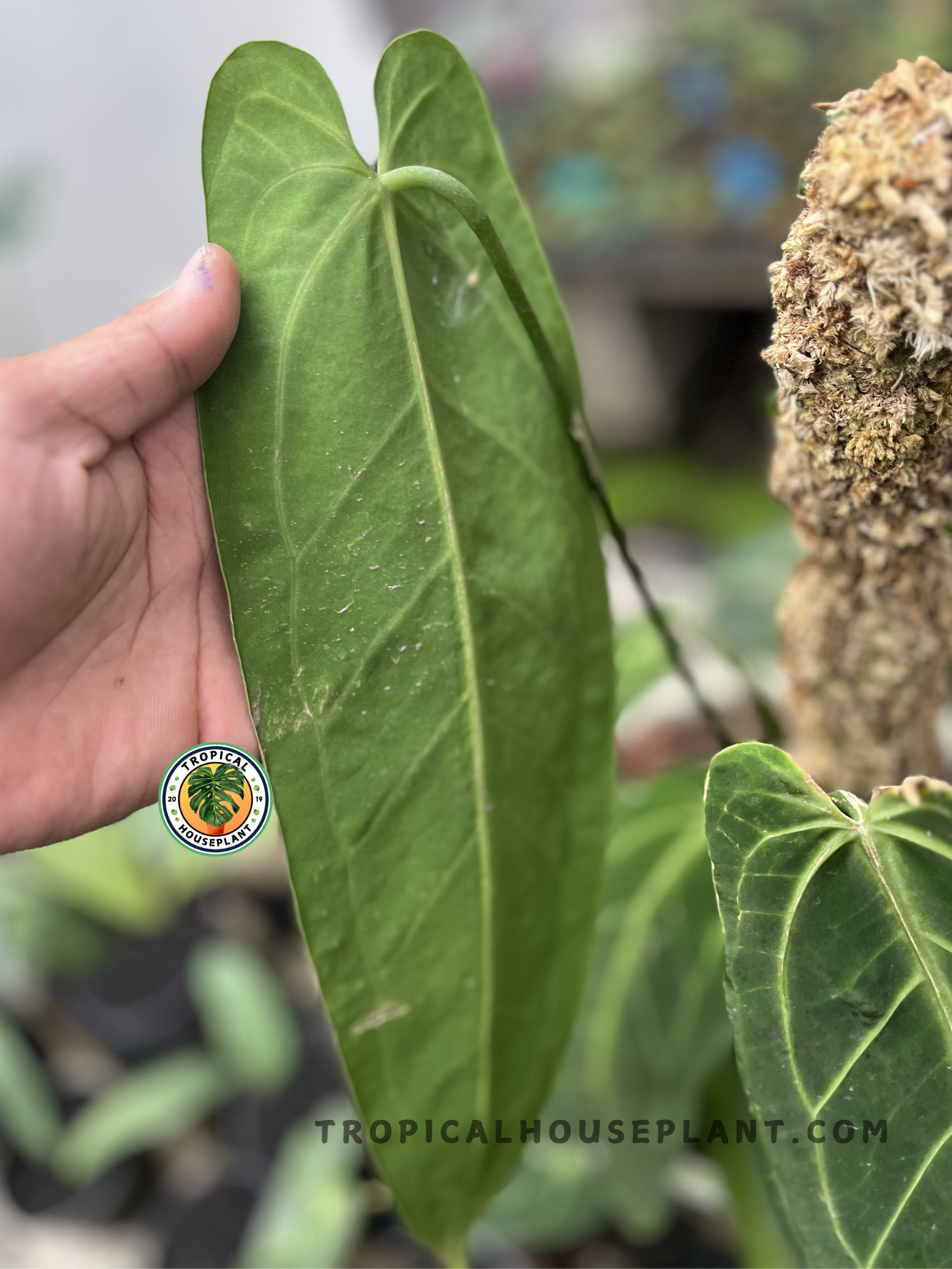 Young Anthurium Queen Warocqueanum displaying elegant elongated velvet foliage with bold contrasting white veining and healthy growth.