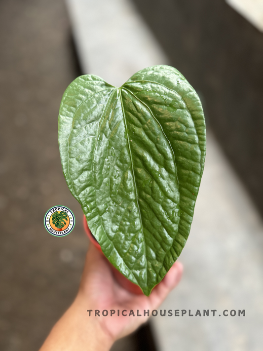 Close-up of a hand holding Anthurium Sp Limon showing a dark green, heart-shaped leaf with rippled texture and shiny finish.