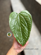 Close-up of a hand holding Anthurium Sp Limon showing a dark green, heart-shaped leaf with rippled texture and shiny finish.