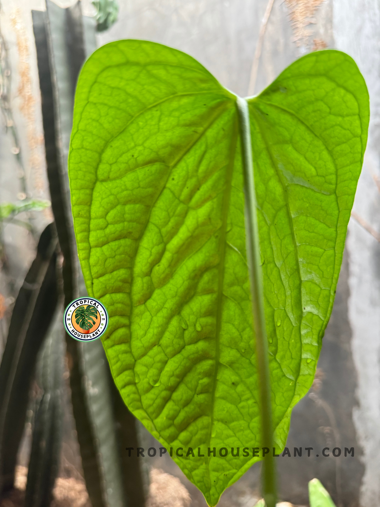 Backlit Anthurium Sp Limon leaf with bright green veins clearly visible through its thin structure and smooth leaf edge.